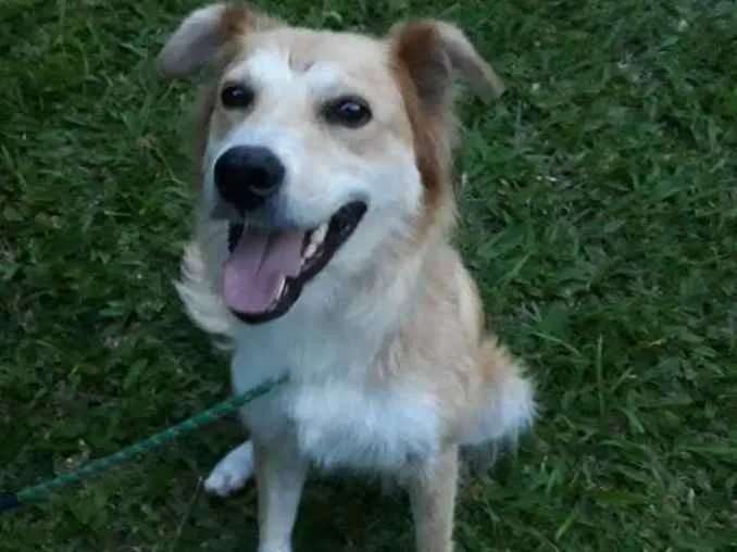 Cachorro ra a SRD idade 3 anos nome LORENA
