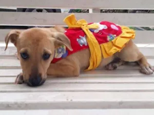 Cachorro raça SRD idade 2 a 6 meses nome FLOR