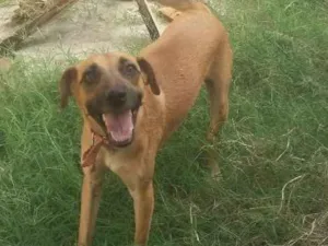 Cachorro raça SRD idade 2 anos nome TONY Já é CASTRADO