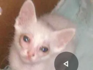 Gato raça  idade 2 anos nome Lucy