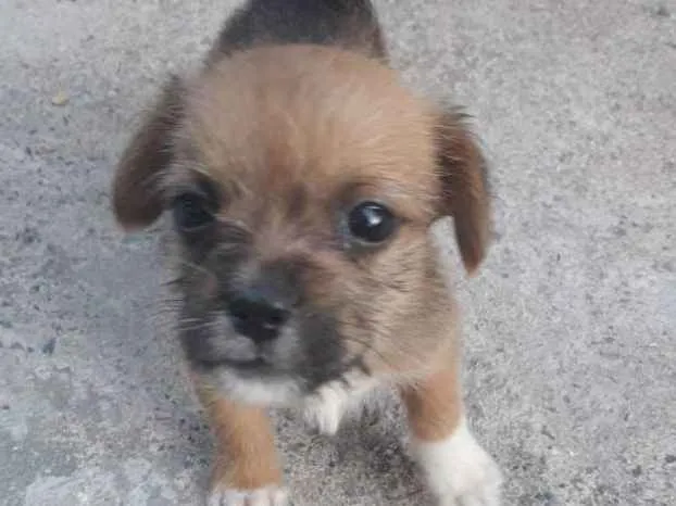 Cachorro ra a Mestiço shitso idade Abaixo de 2 meses nome Panda e Urso