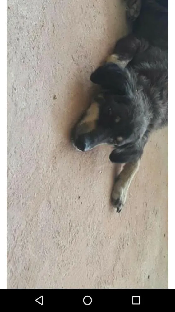 Cachorro ra a Vira lata idade 2 anos nome Maricota