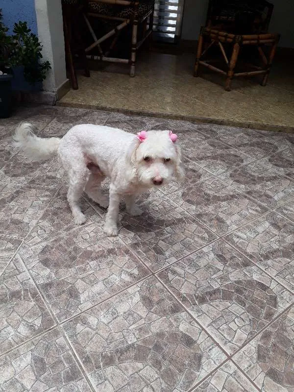 Cachorro ra a Poodle idade 6 ou mais anos nome Princesa