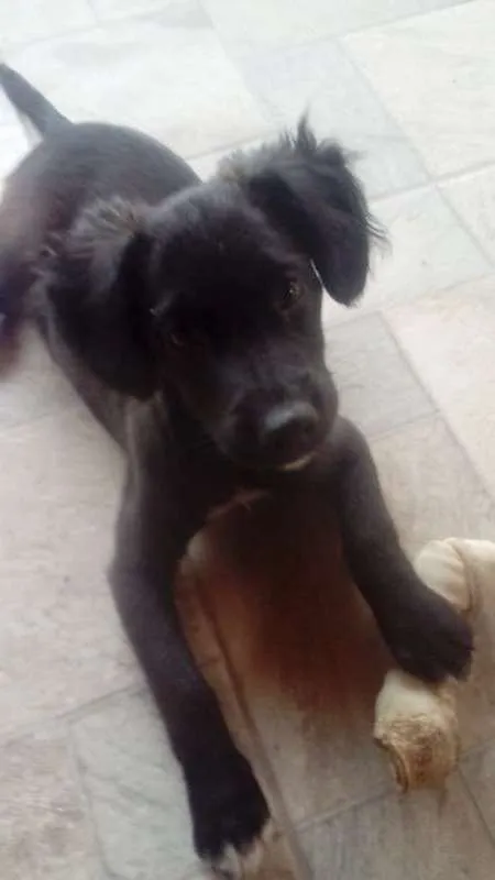 Cachorro ra a SRD idade 2 a 6 meses nome SEM NOME