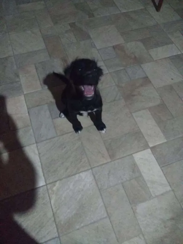 Cachorro ra a SRD idade 2 a 6 meses nome SEM NOME