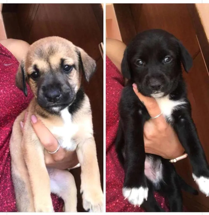 Cachorro ra a SRD idade Abaixo de 2 meses nome SEM NOME