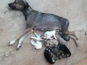 Cachorro raça Vira lata  idade Abaixo de 2 meses nome Bob