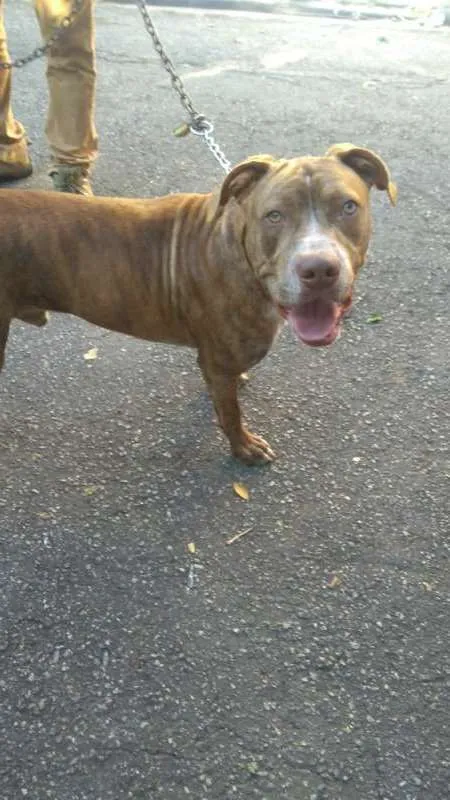 Cachorro ra a Pit-Bull idade 7 a 11 meses nome ZEUS