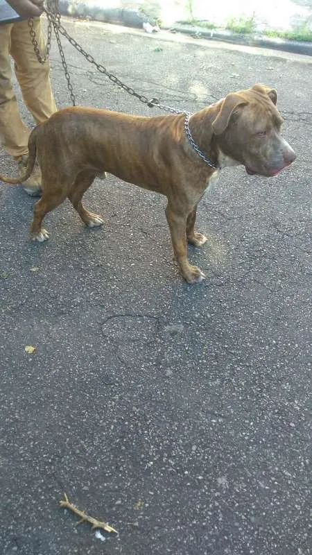 Cachorro ra a Pit-Bull idade 7 a 11 meses nome ZEUS