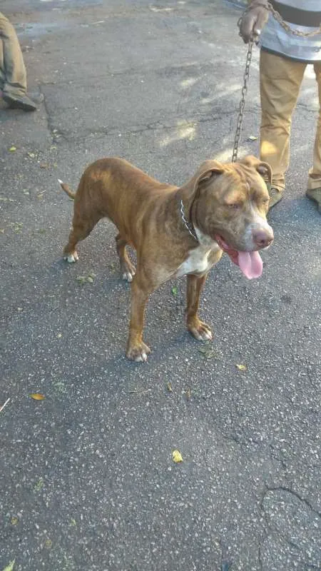 Cachorro ra a Pit-Bull idade 7 a 11 meses nome ZEUS