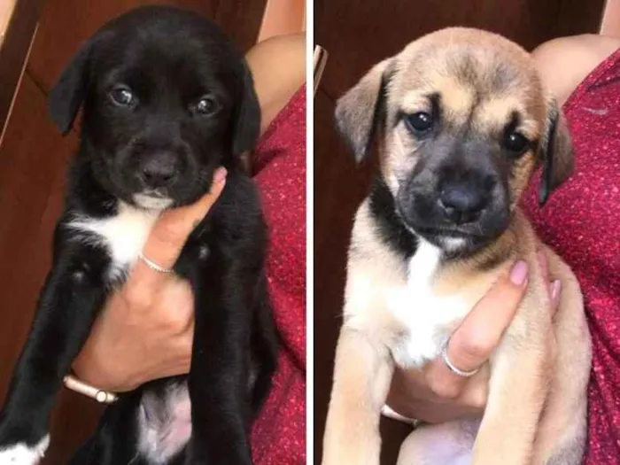 Cachorro ra a SRD idade Abaixo de 2 meses nome SEM NOME