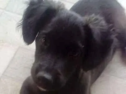 Cachorro ra a SRD idade 2 a 6 meses nome SEM NOME
