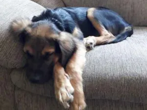 Cachorro raça mestiço Pastor idade 2 a 6 meses nome sem nome