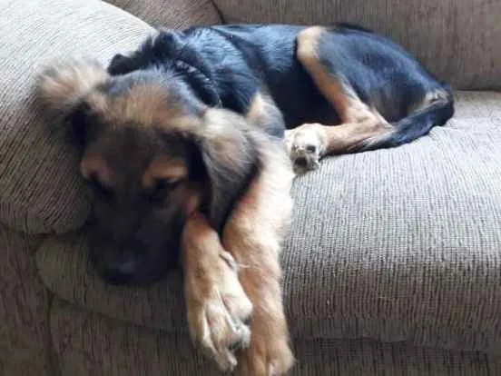 Cachorro ra a mestiço Pastor idade 2 a 6 meses nome sem nome