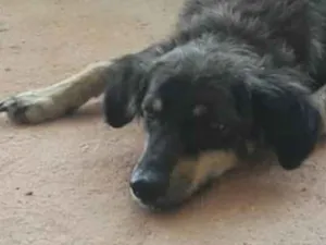 Cachorro raça Vira lata idade 2 anos nome Maricota
