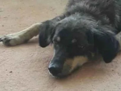 Cachorro raça Vira lata idade 2 anos nome Maricota