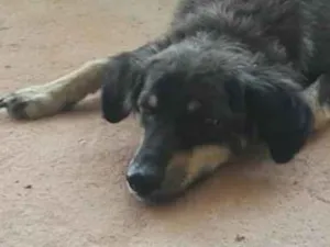 Cachorro raça Vira lata idade 2 anos nome Maricota