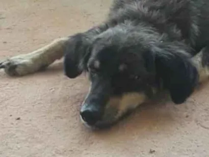 Cachorro raça Vira lata idade 2 anos nome Maricota