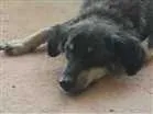 Cachorro raça Vira lata idade 2 anos nome Maricota