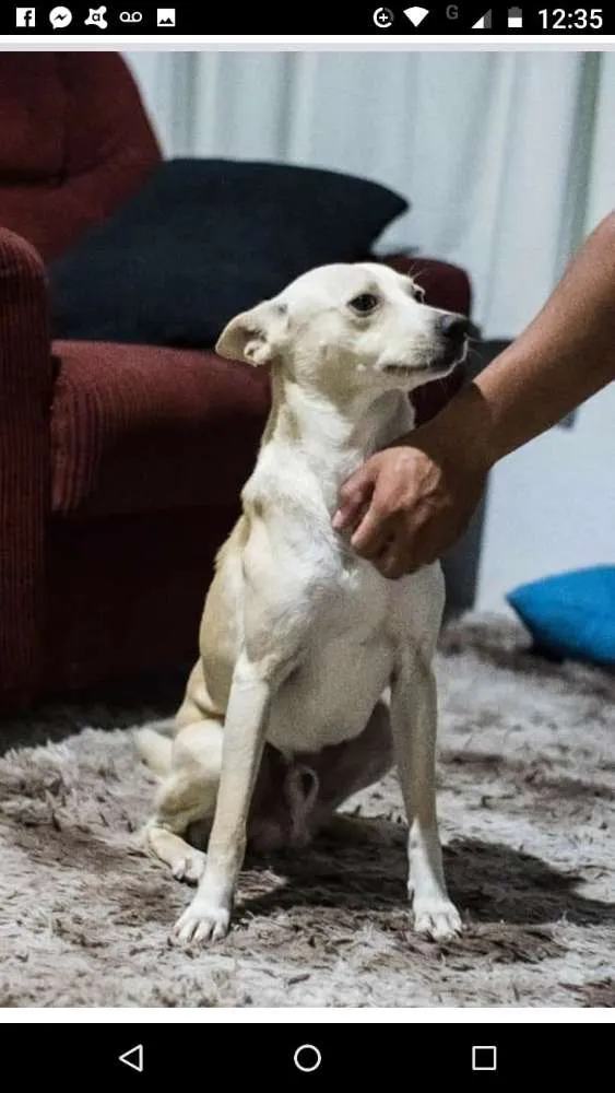Cachorro ra a Indefinida idade 2 anos nome Bary