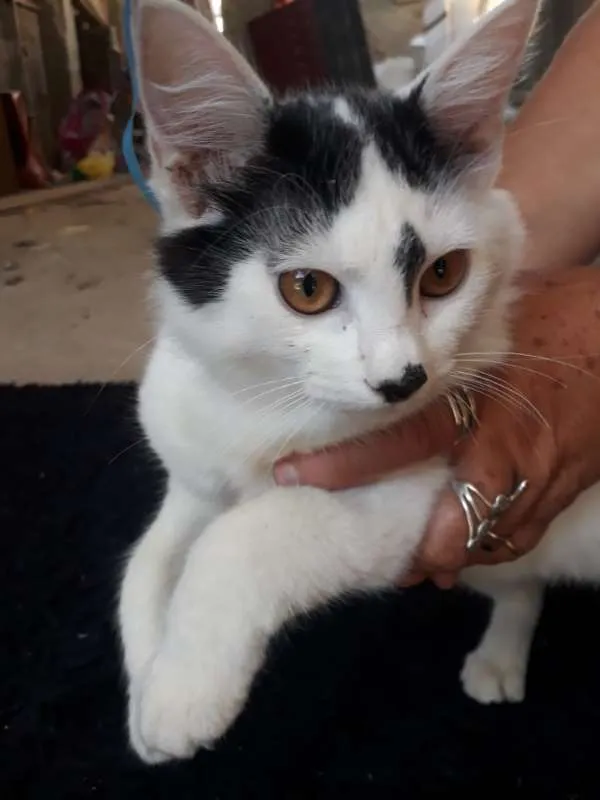Gato ra a SRD idade 2 a 6 meses nome SEM NOME