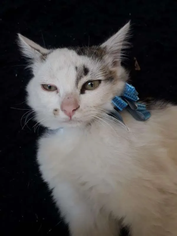 Gato ra a SRD idade 2 a 6 meses nome SEM NOME