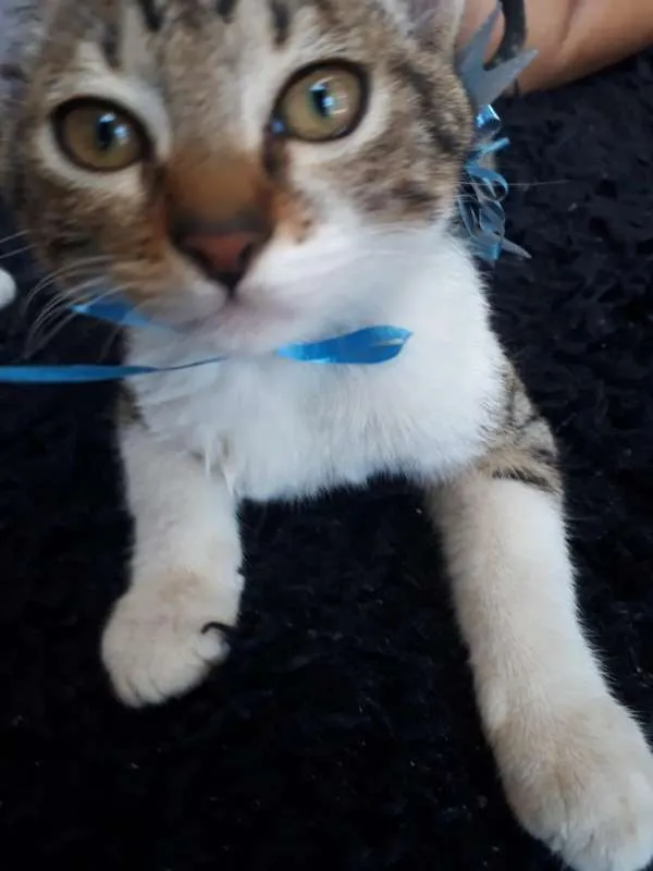 Gato ra a SRD idade 2 a 6 meses nome SEM NOME