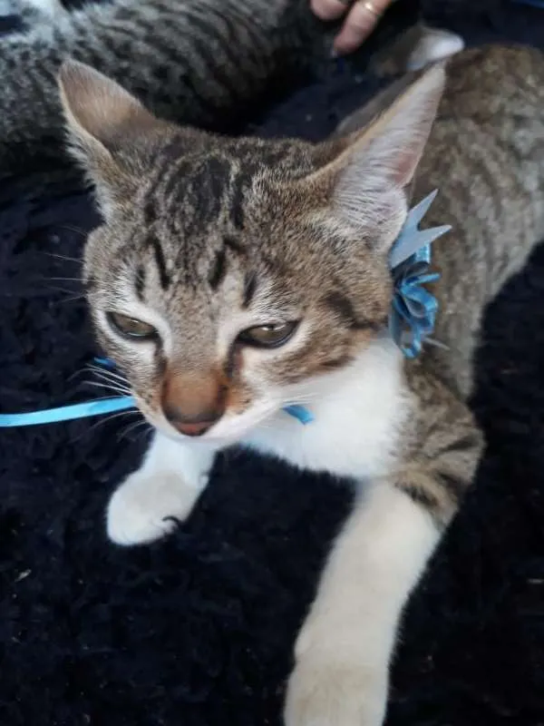 Gato ra a SRD idade 2 a 6 meses nome SEM NOME