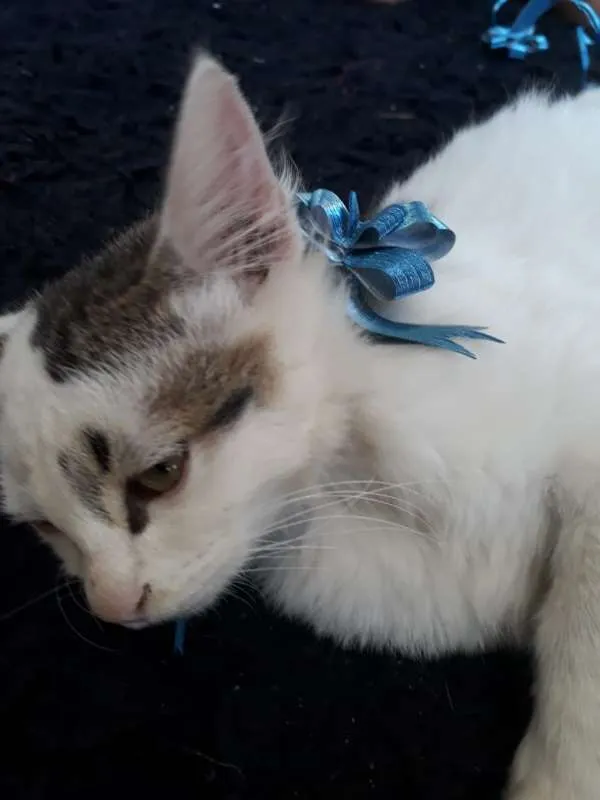 Gato ra a SRD idade 2 a 6 meses nome SEM NOME
