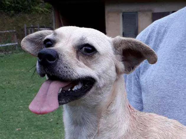 Cachorro ra a SRD idade 7 a 11 meses nome Milena