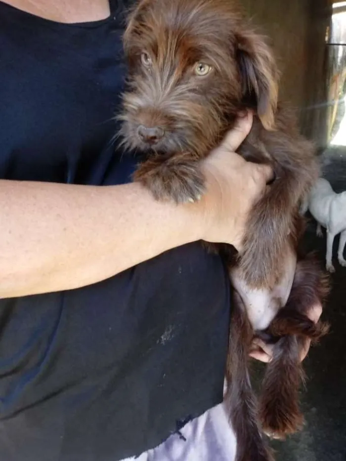 Cachorro ra a SRD idade 2 a 6 meses nome Brown