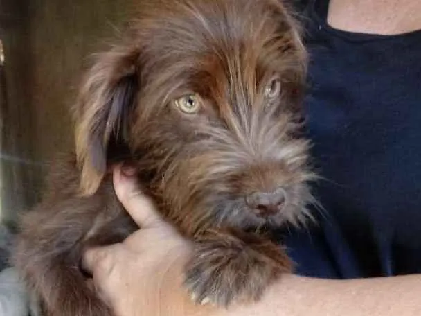 Cachorro ra a SRD idade 2 a 6 meses nome Brown