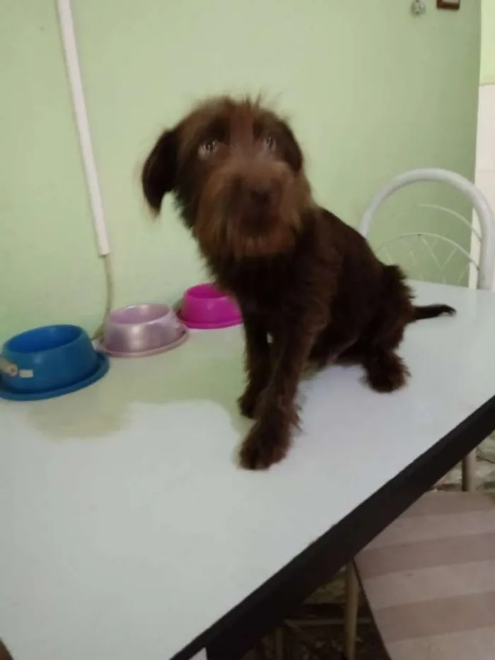Cachorro ra a SRD idade 2 a 6 meses nome Brown
