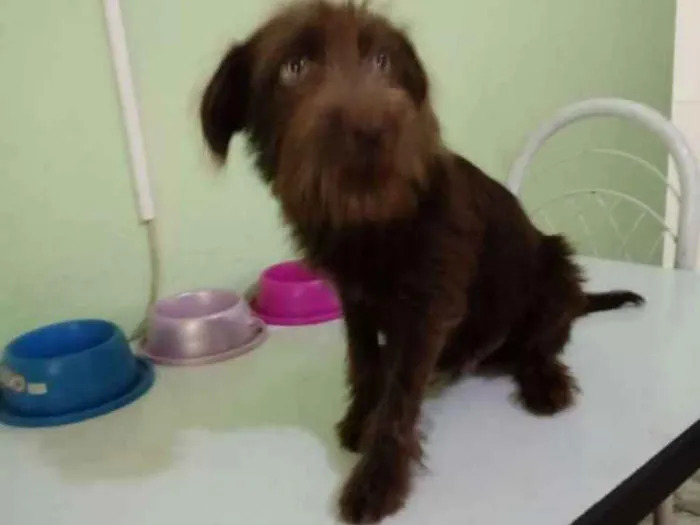 Cachorro ra a SRD idade 2 a 6 meses nome Brown