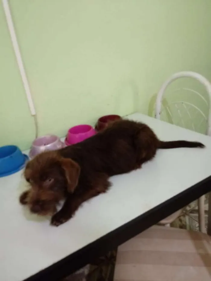 Cachorro ra a SRD idade 2 a 6 meses nome Brown