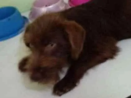 Cachorro ra a SRD idade 2 a 6 meses nome Brown