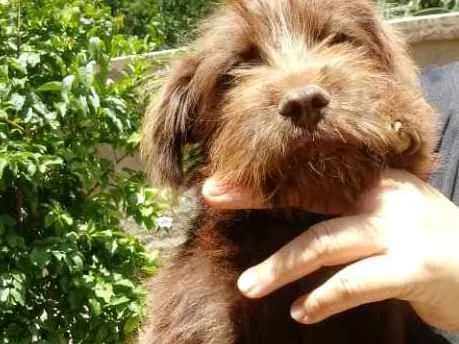 Cachorro ra a SRD idade 2 a 6 meses nome Brown