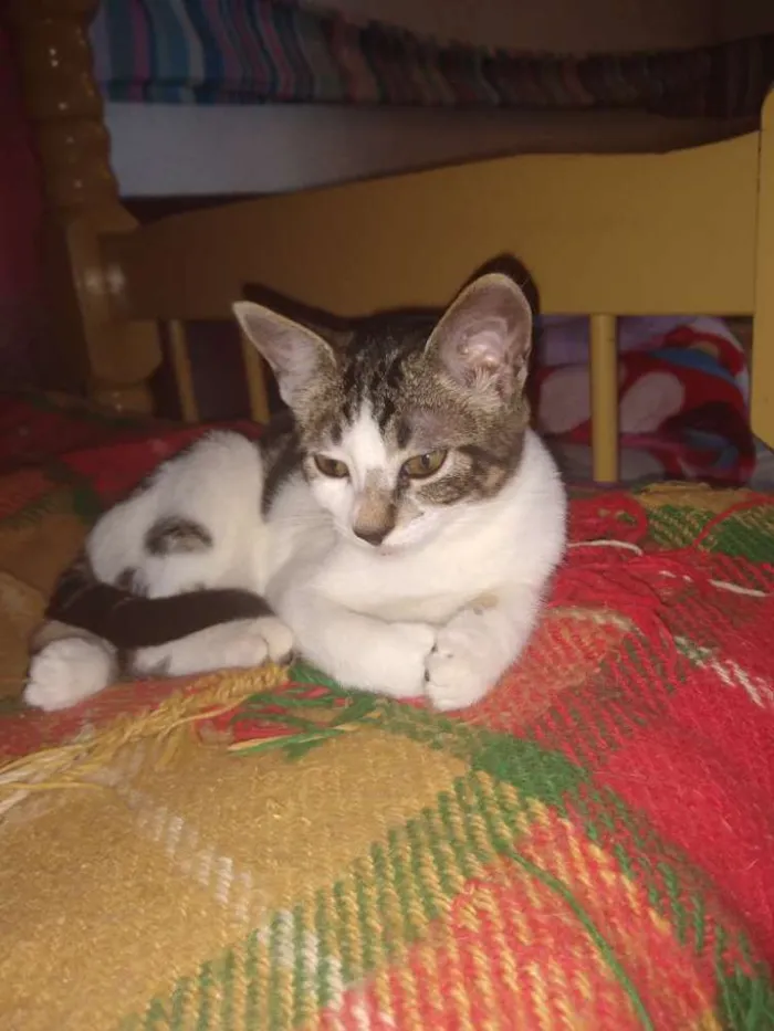 Gato ra a  idade 2 a 6 meses nome Gata