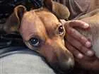 Cachorro raça SRD idade 2 anos nome Jade
