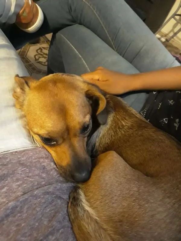 Cachorro ra a SRD idade 2 anos nome Jade