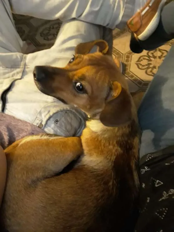 Cachorro ra a SRD idade 2 anos nome Jade