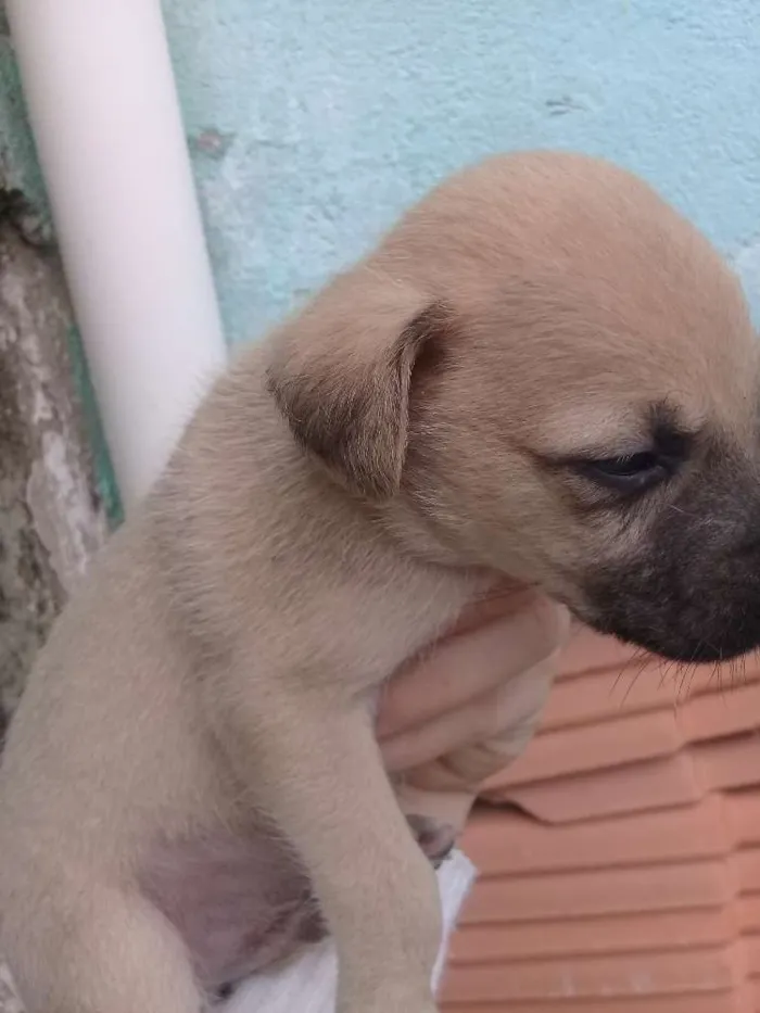 Cachorro ra a Vira-lata idade 2 a 6 meses nome Filhotes