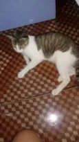 Pepita