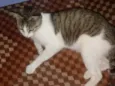 Pepita