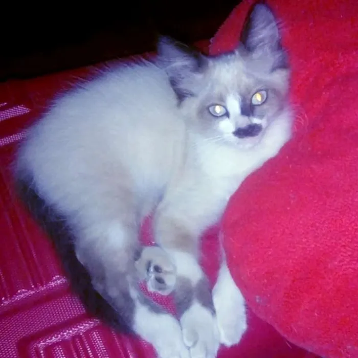 Gato ra a Siamês idade Abaixo de 2 meses nome Frederic Chopin