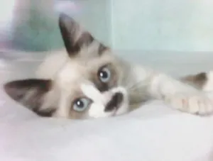 Gato raça Siamês idade Abaixo de 2 meses nome Frederic Chopin