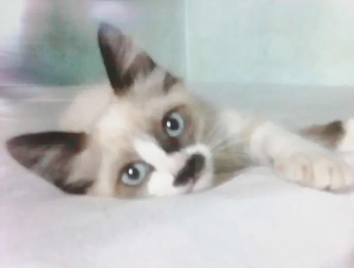 Gato ra a Siamês idade Abaixo de 2 meses nome Frederic Chopin