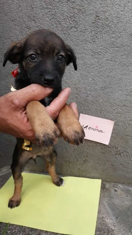 Cachorro ra a SRD idade 2 a 6 meses nome sem nome