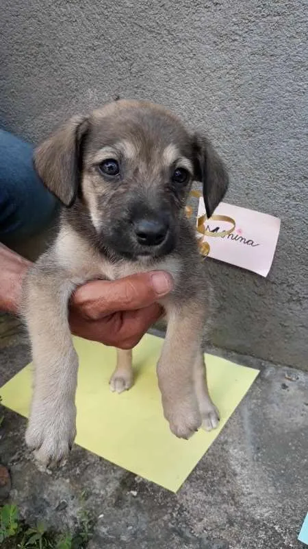Cachorro ra a SRD idade 2 a 6 meses nome sem nome