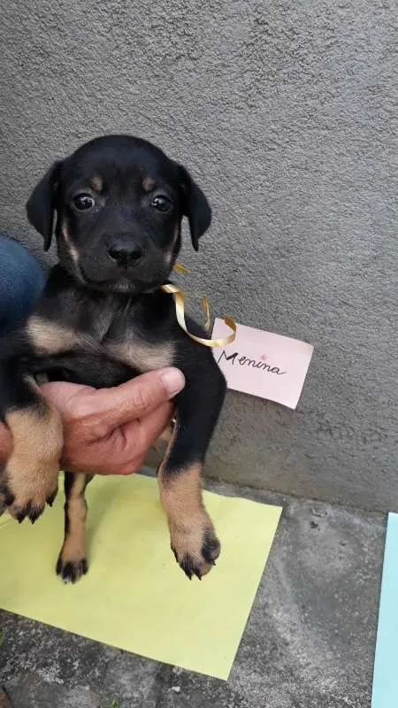 Cachorro ra a SRD idade 2 a 6 meses nome sem nome